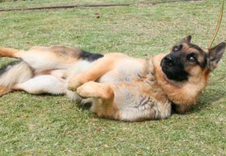 ¿Por qué a tu perro le gusta que le rasques la barriga?