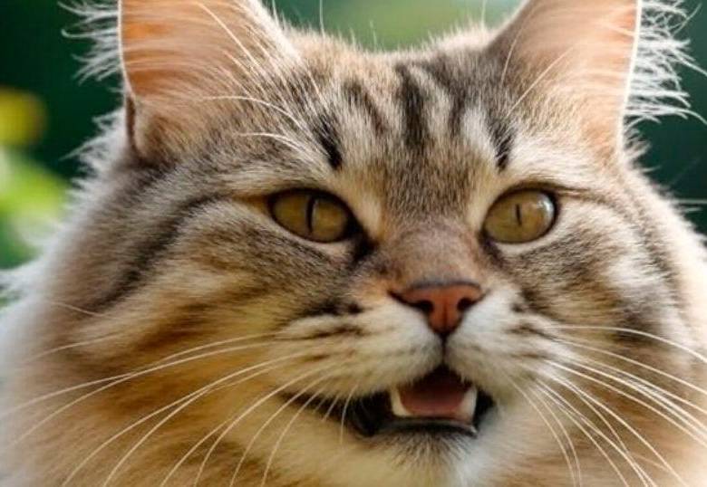 ¿Cuántos dientes tienen los gatos? ¡Revelamos el misterio!
