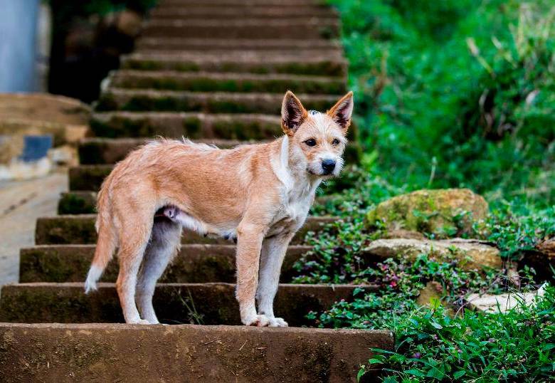 Así eligen los perros los lugares para orinar 