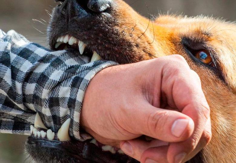 ¿Qué hacer si te ataca un perro? Guía para mantener la calma