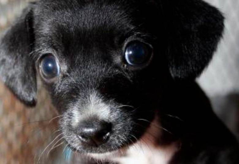 ¿Para qué sirven los bigotes de los perros? No son solo una curiosidad