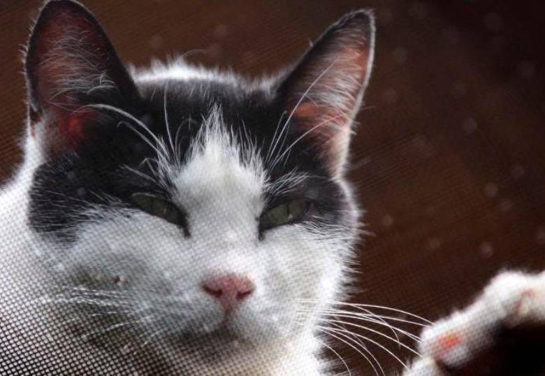 Gata “exterminó” a un roedor protegido en universidad de Grecia