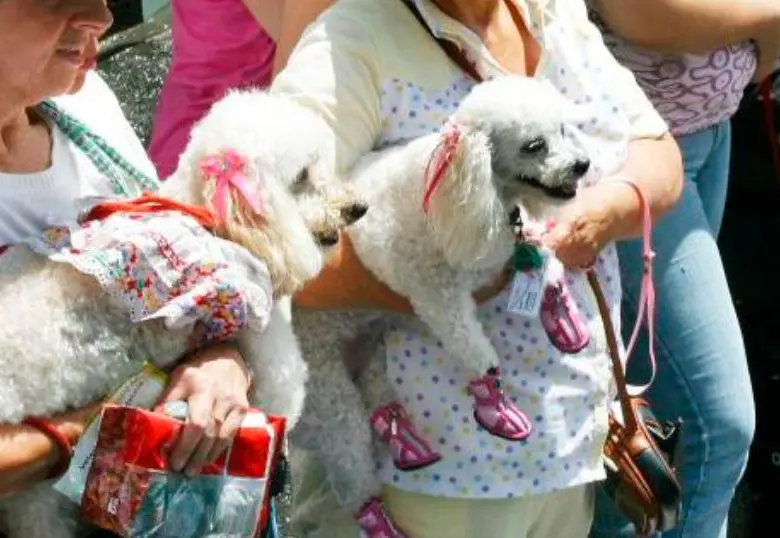 ¿Por qué los perros ladran?
