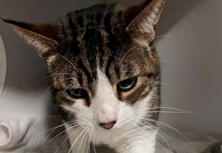 “Los ángeles” que rescatan animales afectados por incendios en California