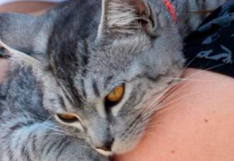 ¿Es verdad que los gatos se apegan a la casa y no a nosotros?