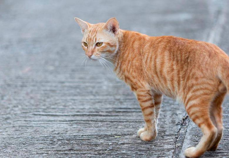¿Tú gata está en celo? Así funciona su ciclo reproductivo