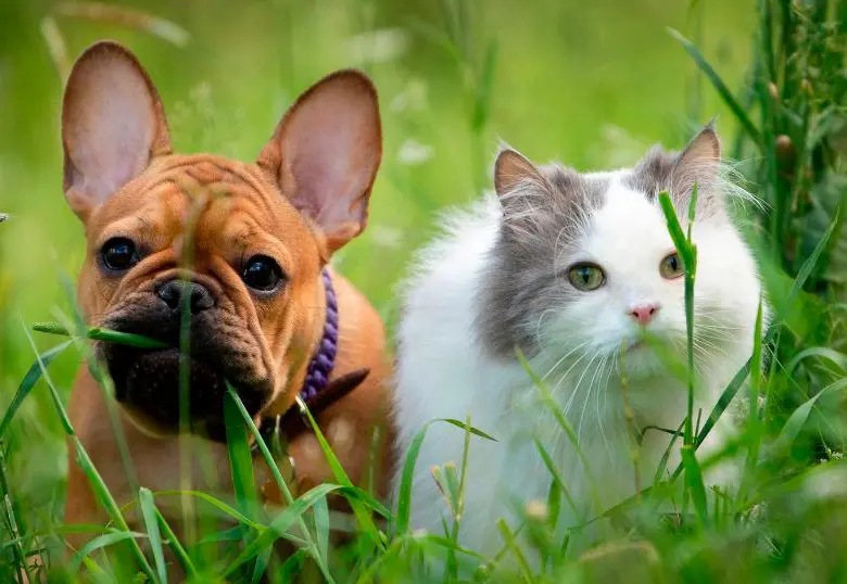 Los gatos y perros también sufren quemaduras solares, así puedes evitarlas