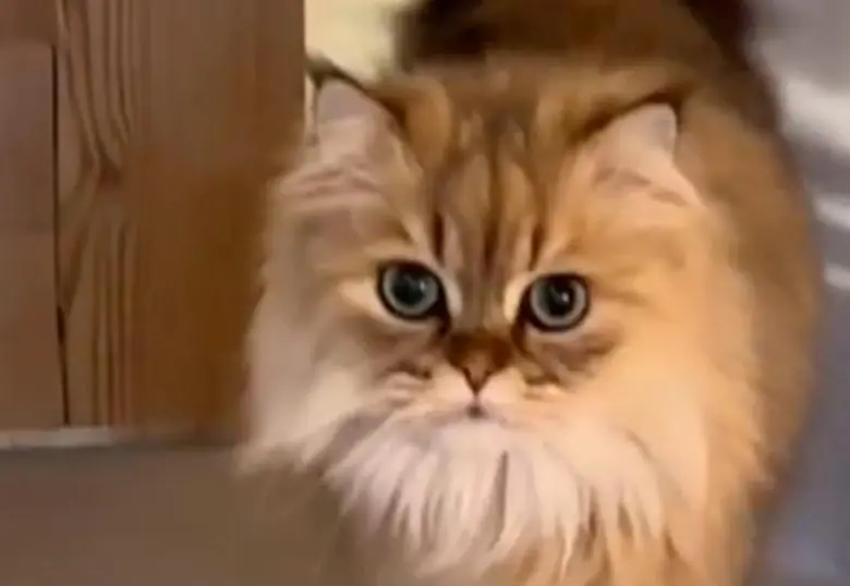 Un gato experto en vida felina y otros videos gantásticos