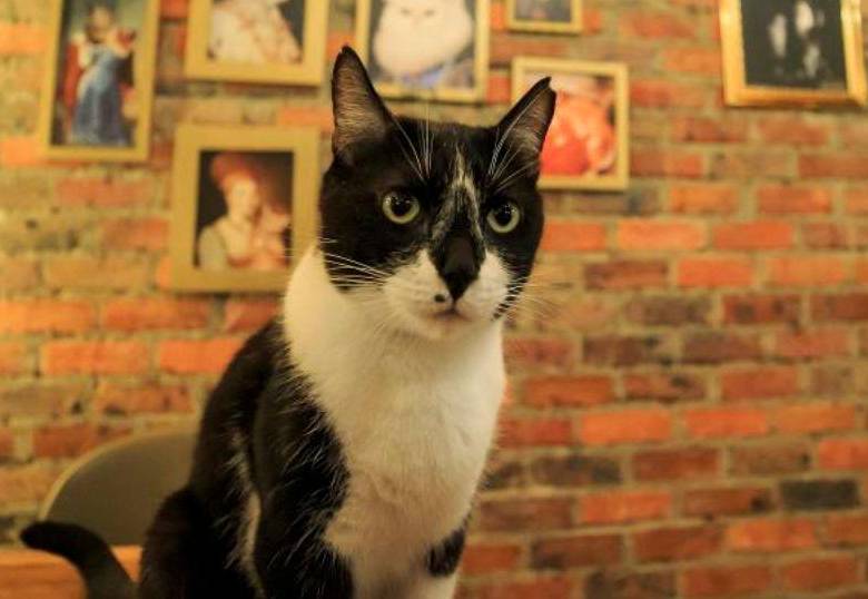 ¿Es verdad que los gatos tienen poderes curativos? Acá le contamos