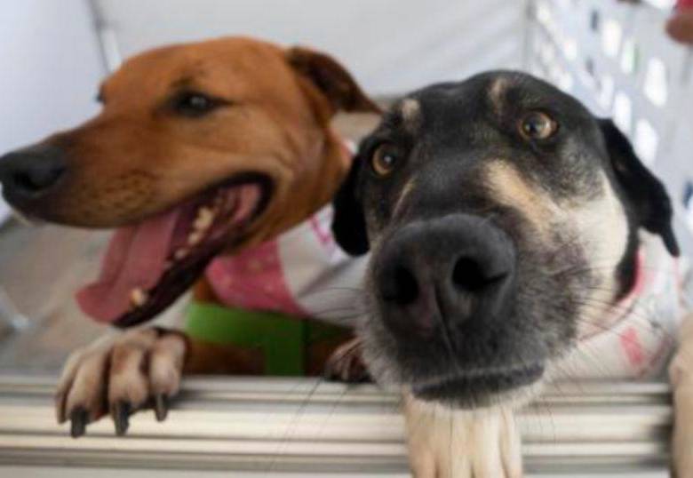 ¿Por qué mi perro me sigue a todas partes?