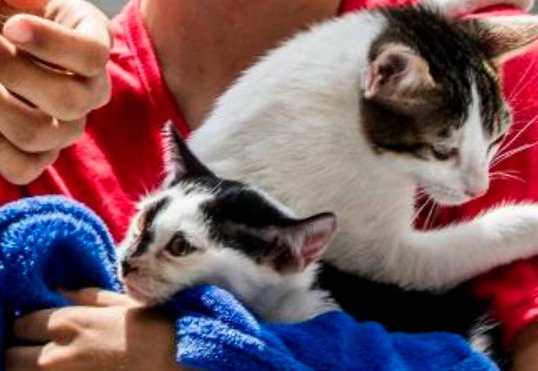 ¿De dónde vienen los gatos modernos? ¡Parece que son resultado de un sacrificio egipcio!