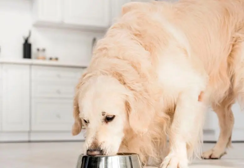 Alergias alimentarias en perros: síntomas, causas y cómo prevenirlas