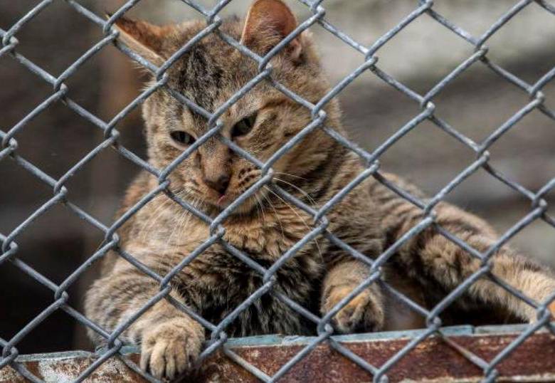 Conoce el sistema de búsqueda de recompensa de los gatos