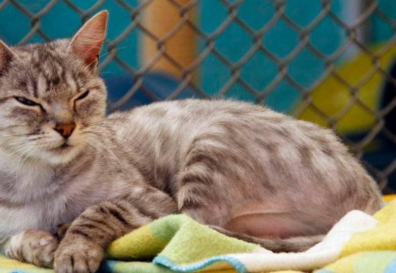 ¿Por qué los gatos duermen tanto?