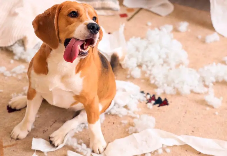 Si tu perro destruye cosas en casa, acá te contamos qué hacer 