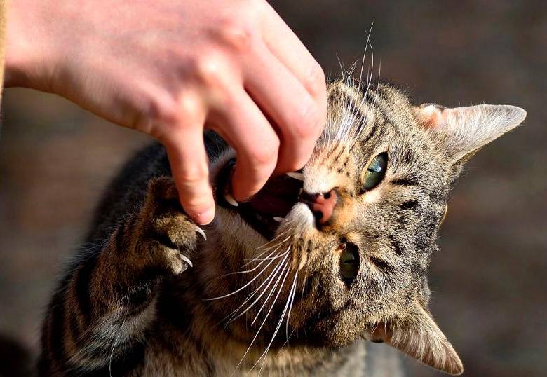 Esto significan los mordiscos de tu gato