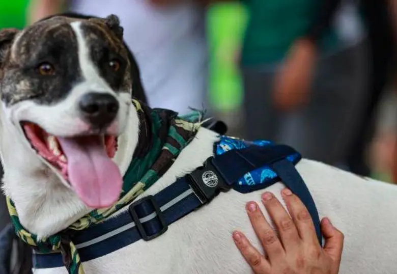 El sobrepeso trae diabetes e hipotiroidismo en las mascotas