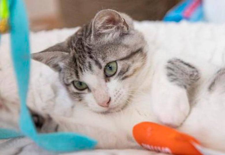 A los gatos también les da hipo