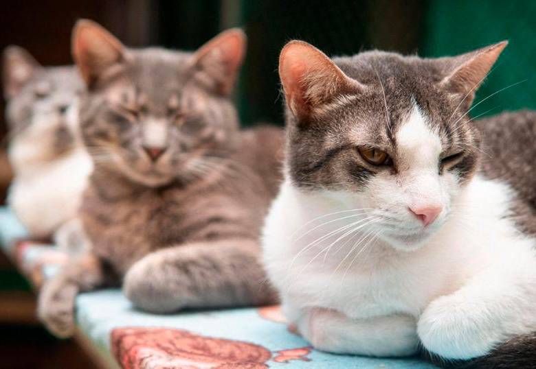La Perla ha rescatado cerca de 7.200 animales sin hogar en Medellín