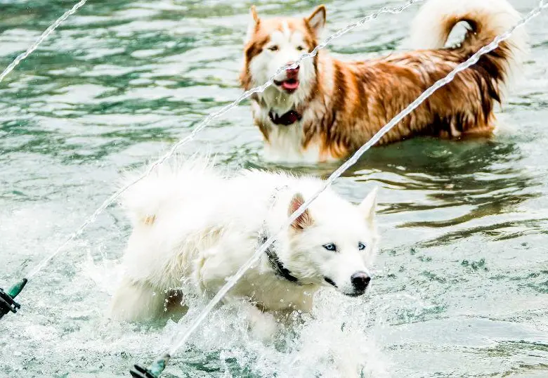 ¿Cómo se comunican los perros entre ellos? 