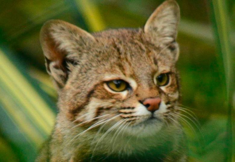Gato de las pampas, una especie desconocida, fue visto en Ecuador