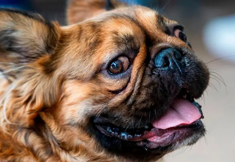 ¿Por qué se le caen los dientes a tu perro?