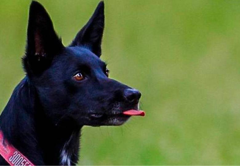 Conductas posesivas en perros: ¿cómo corregirlas?