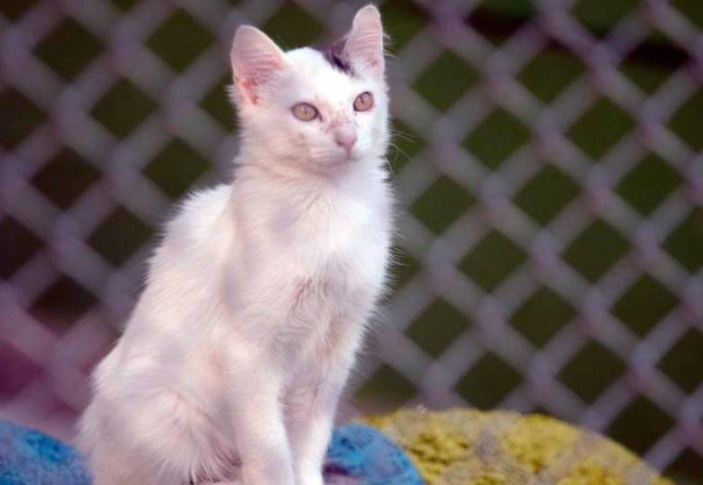 Cinco datos curiosos de los gatos: ¡El primero es muy top!