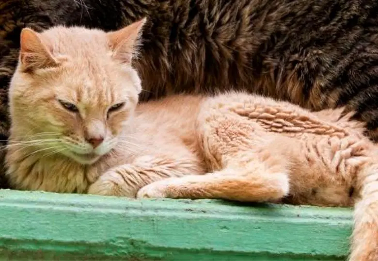 El ejercicio en los gatos es la clave de su felicidad