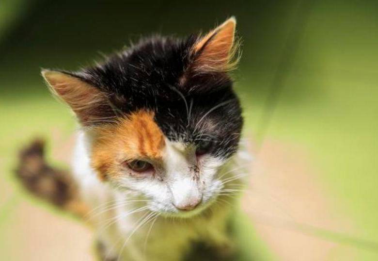 Las razones detrás de los cabezazos de los gatos