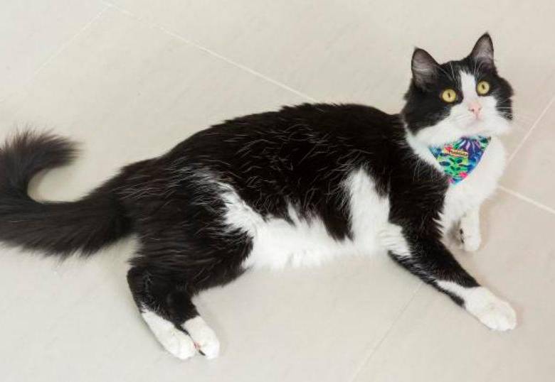 ¿Cómo interpretar el ronroneo de los gatos?