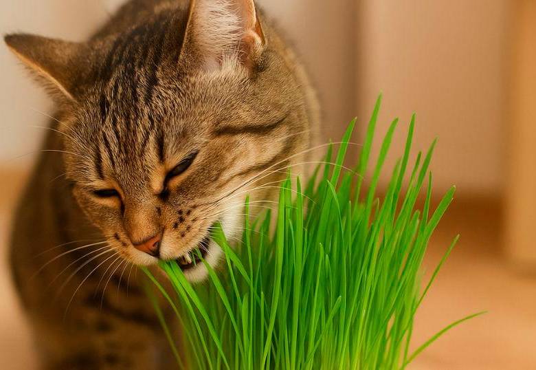 Hierba para gatos: ¿Qué tan buena es?