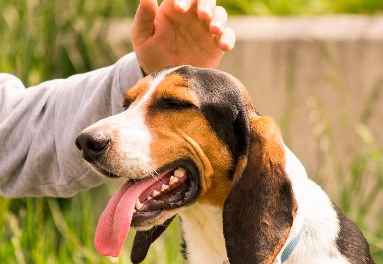Psicología explica por qué acariciamos a los perros