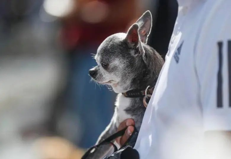 Las mascotas mejoran la calidad de vida de los adultos mayores