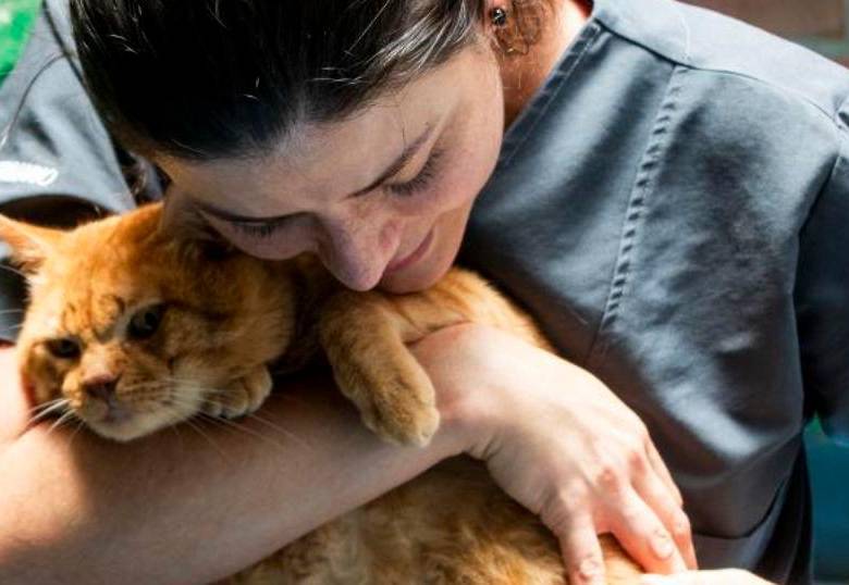 Así puedes saber si tu gato te extraña cuando no estás