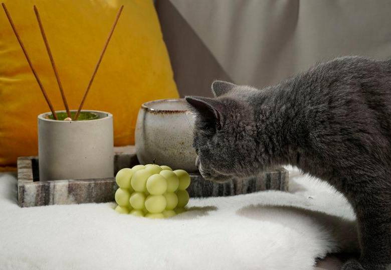 Los peligros del incienso en casa para los gatos