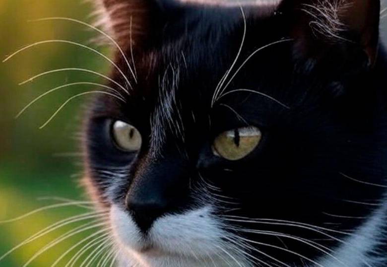 Batalla legal por una gata en Nueva York