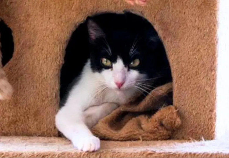 ¿Los gatos sienten celos? Esto es lo que debes saber