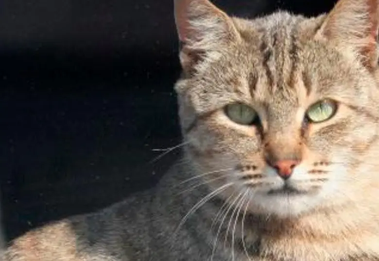 Videollamadas con tu mascota fortalecen el vínculo emocional