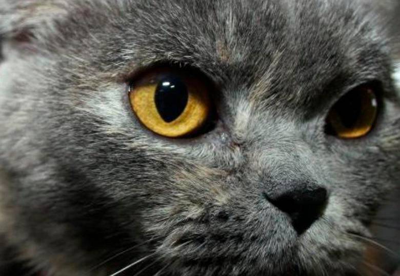 ¿Cómo darle tranquilidad a mi gato durante mi ausencia?