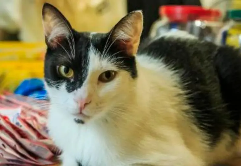 Tu gato te insulta y una aplicación trabaja para comprobarlo