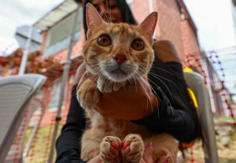El atún no es la mejor opción para tu gato: ¡Cuidado con este alimento!