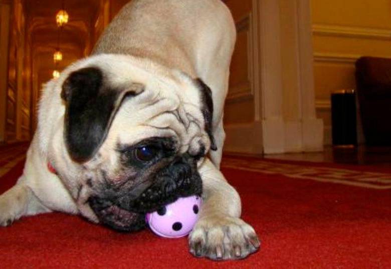 Los millennials piensan en sus perros a la hora de adquirir una propiedad