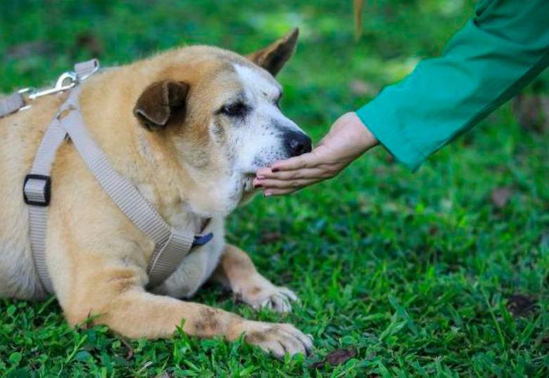 A los perros también los afecta el regreso de vacaciones