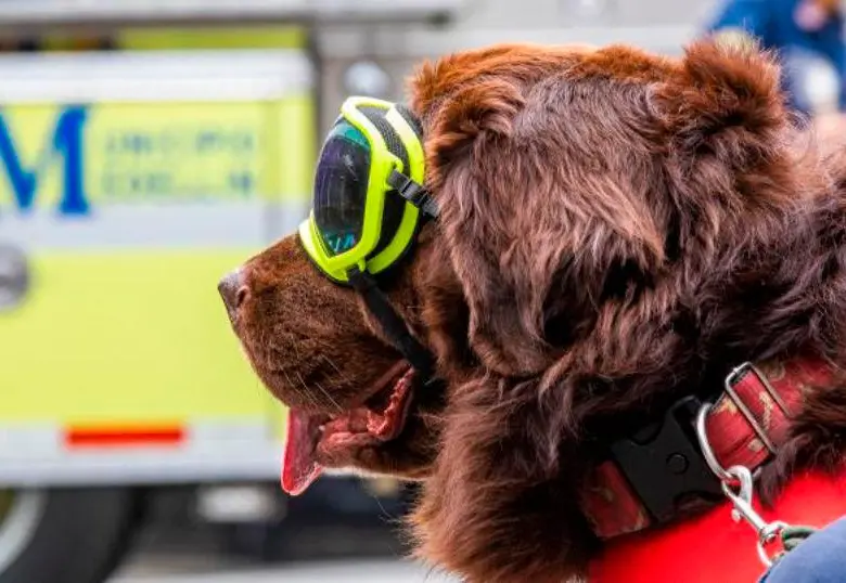 Cinco razas de perros rescatistas
