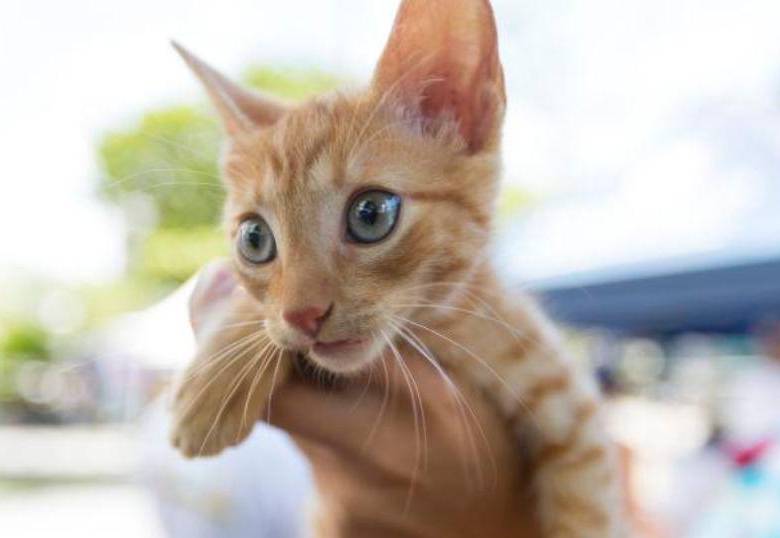 ¿Cuántas especies han extinguido los gatos domésticos?