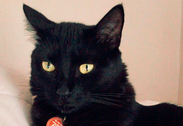Minerva, la gata negra mágica