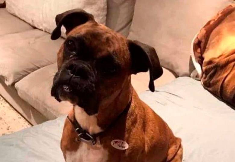 Una mujer podría pasar seis años en prisión por culpa de su perro