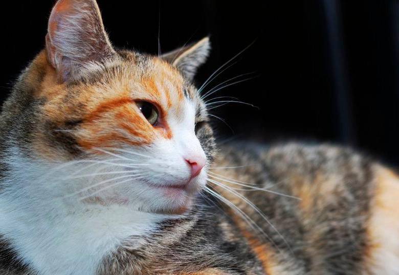 Gatos tricolores: la verdad genética detrás de su pelaje 