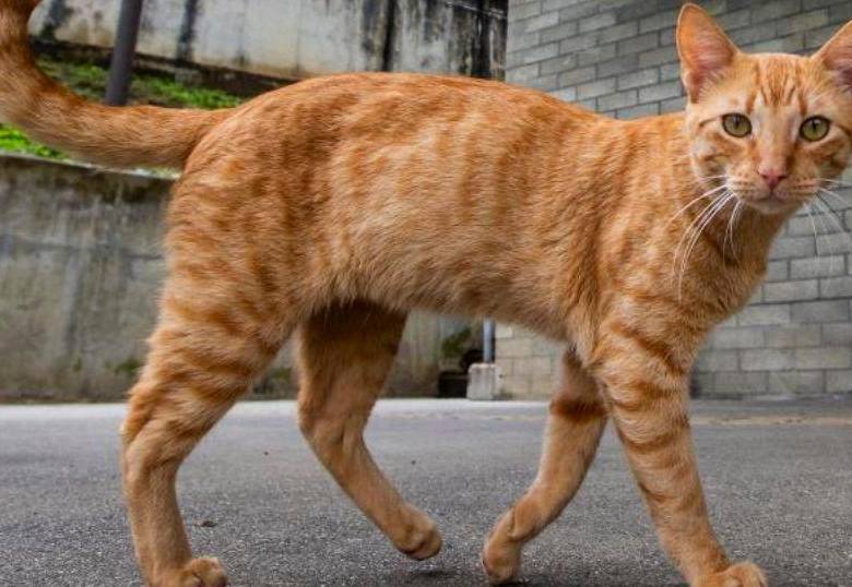 ¿Por qué a los gatos les gustan las palmadas en la nalga?